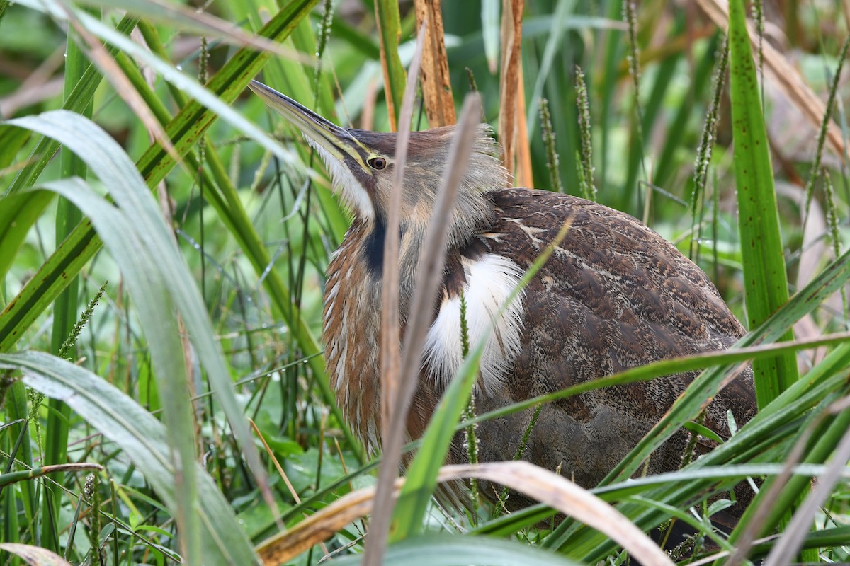 Amerika Balabanı - ML645924770