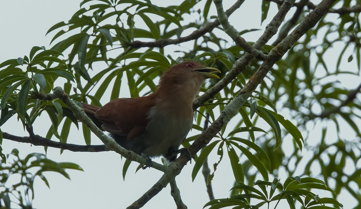 Common Squirrel-Cuckoo (Amazonian) - ML645924784