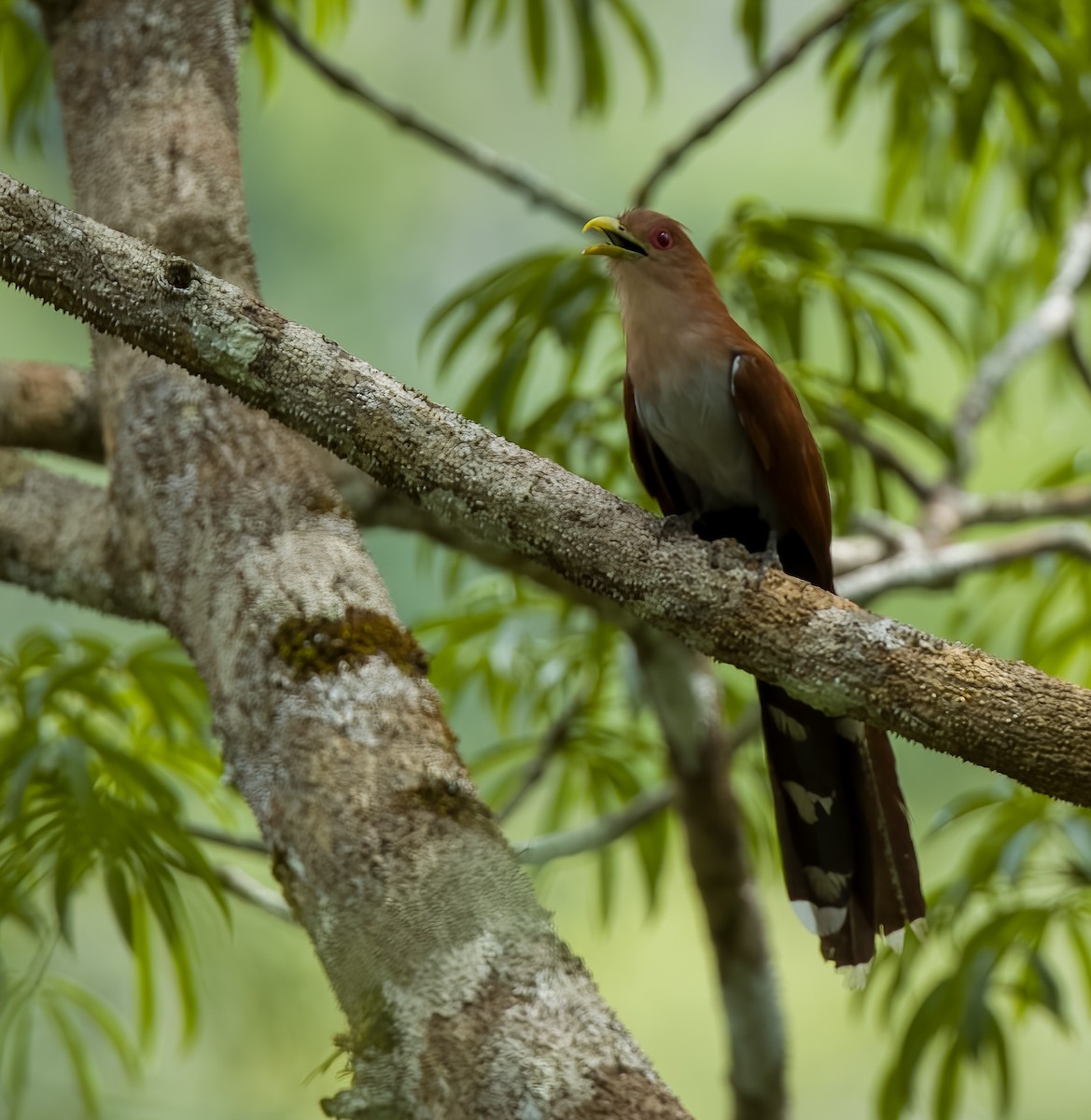 Common Squirrel-Cuckoo (Amazonian) - ML645924785