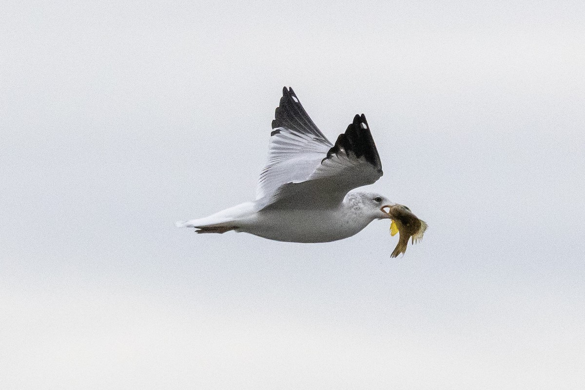 Ring-billed Gull - ML645924786