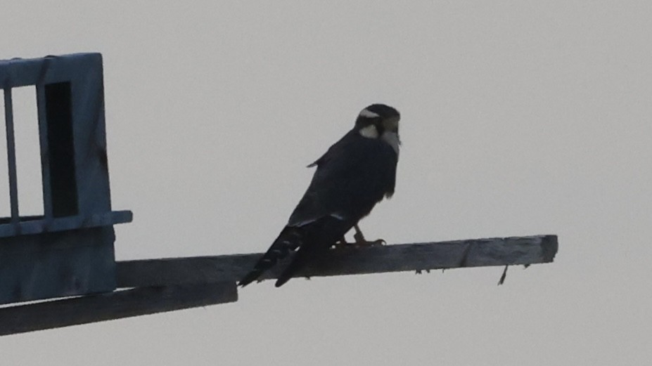 Aplomado Falcon - ML645924787