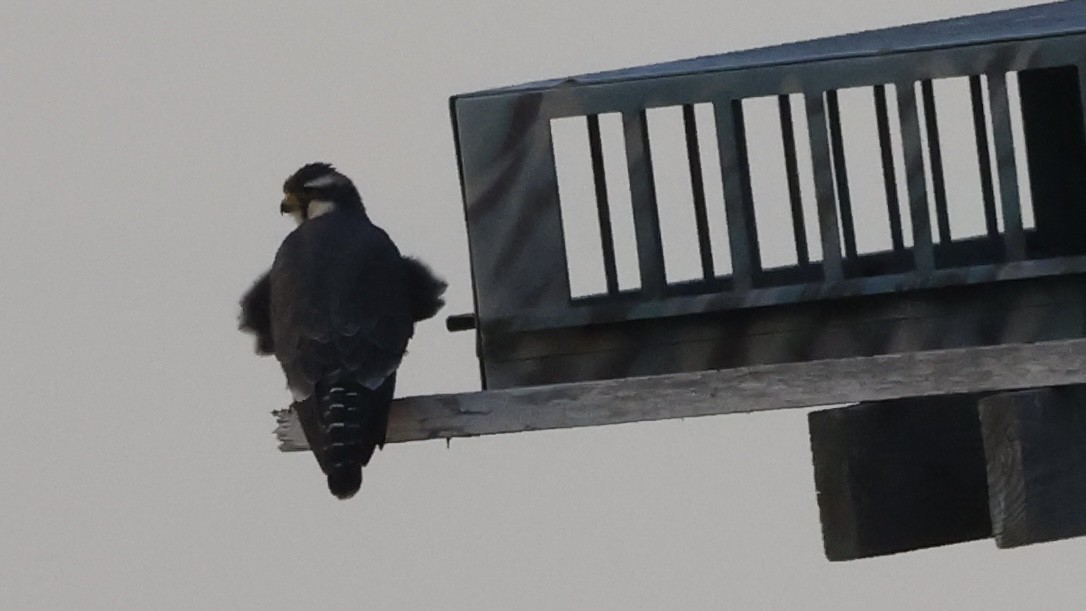 Aplomado Falcon - ML645924788