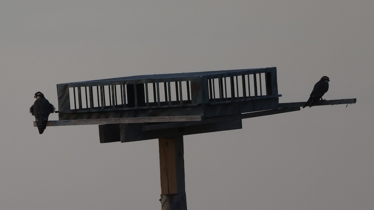 Aplomado Falcon - ML645924789