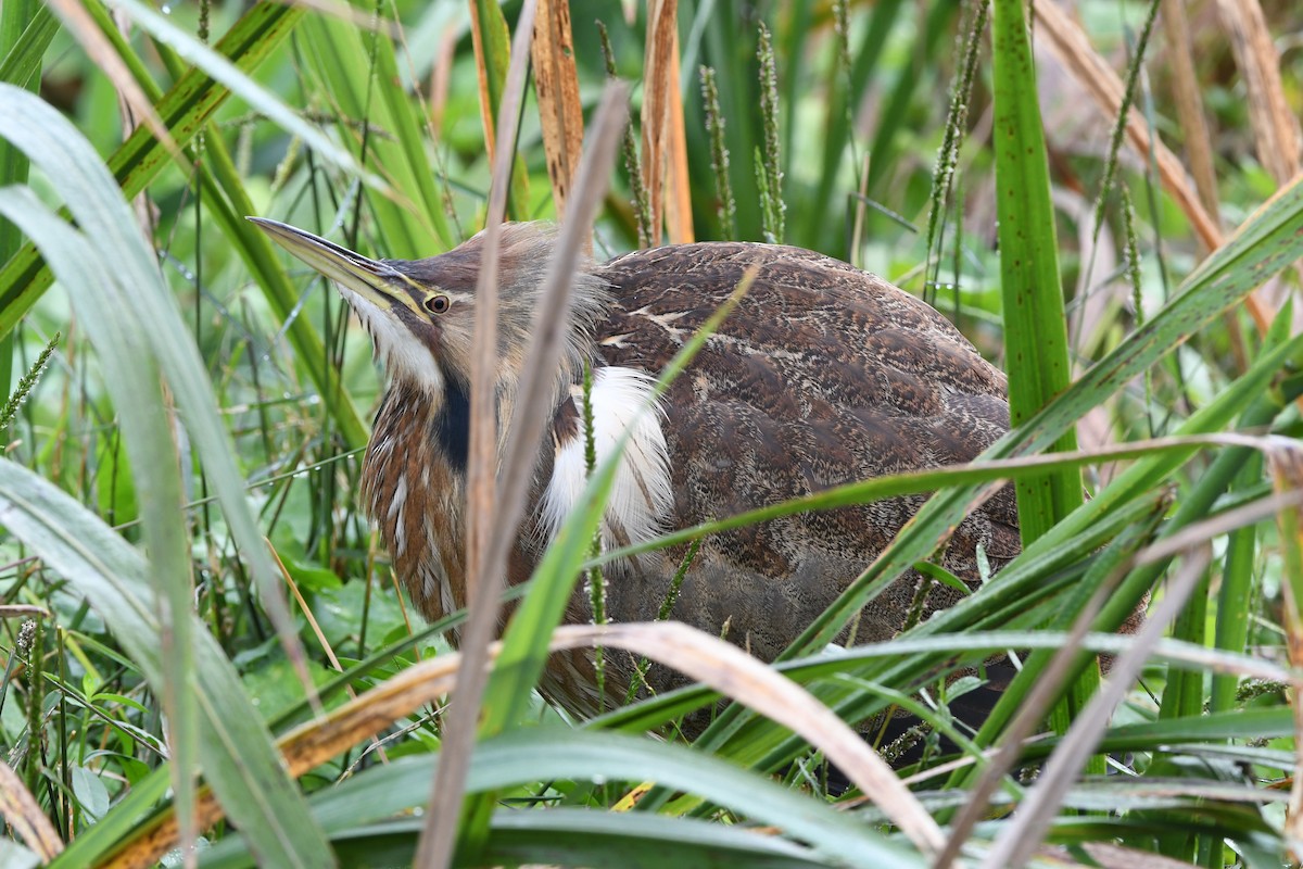 American Bittern - ML645924790