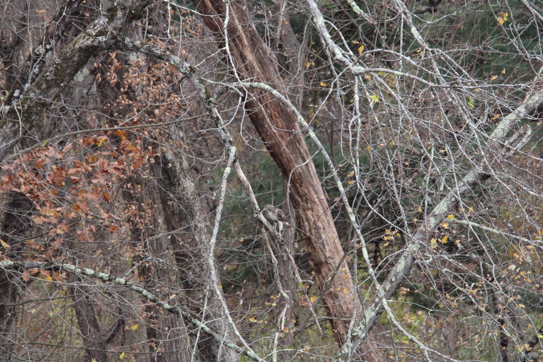 Red-tailed Hawk - ML645924791