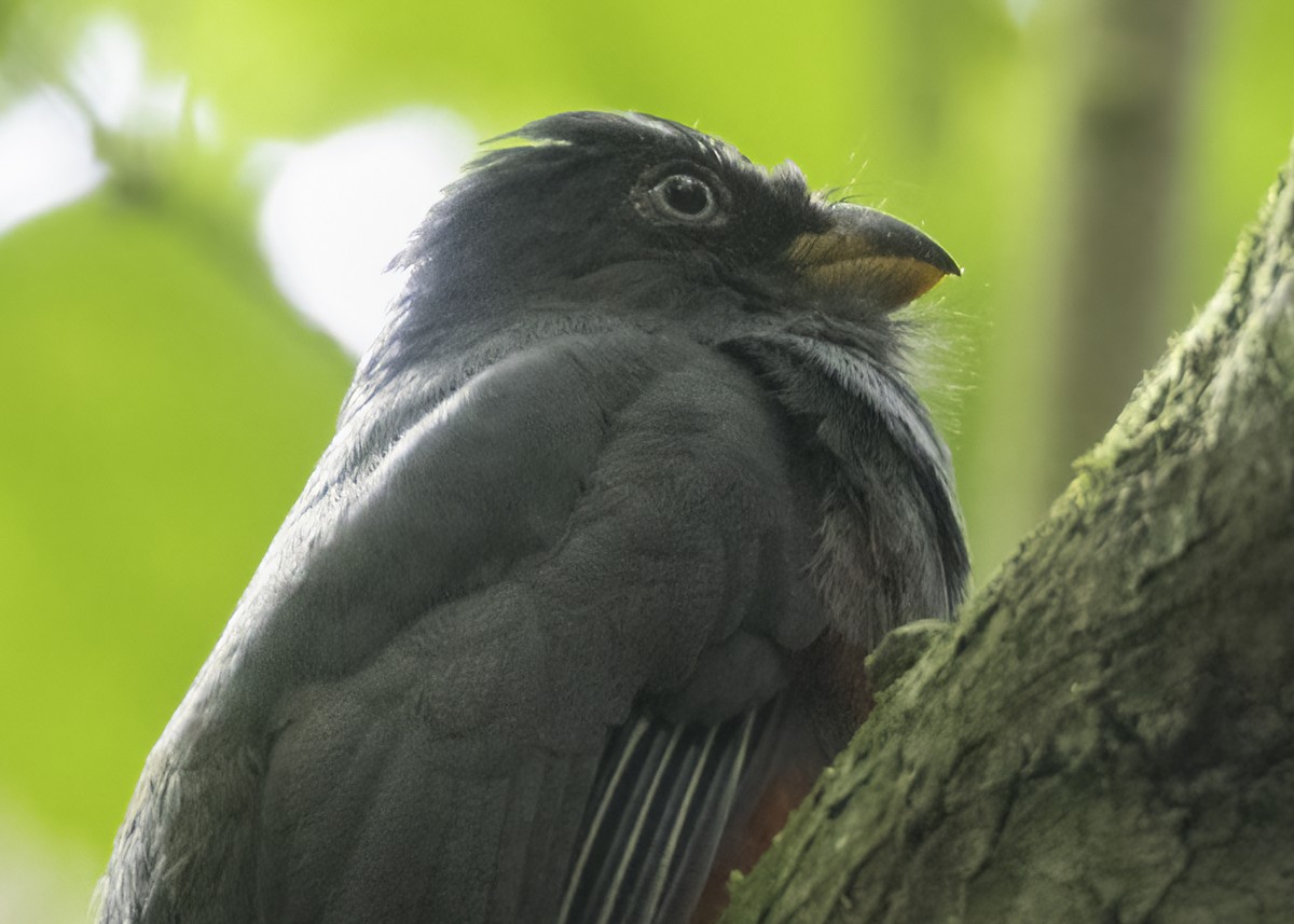 Ecuadorian Trogon - ML645924792