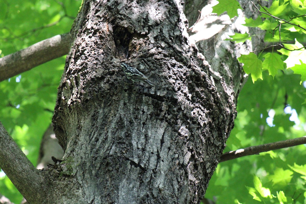 Black-and-white Warbler - ML645924793