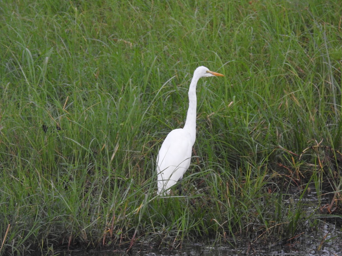 Great Egret - ML645924794