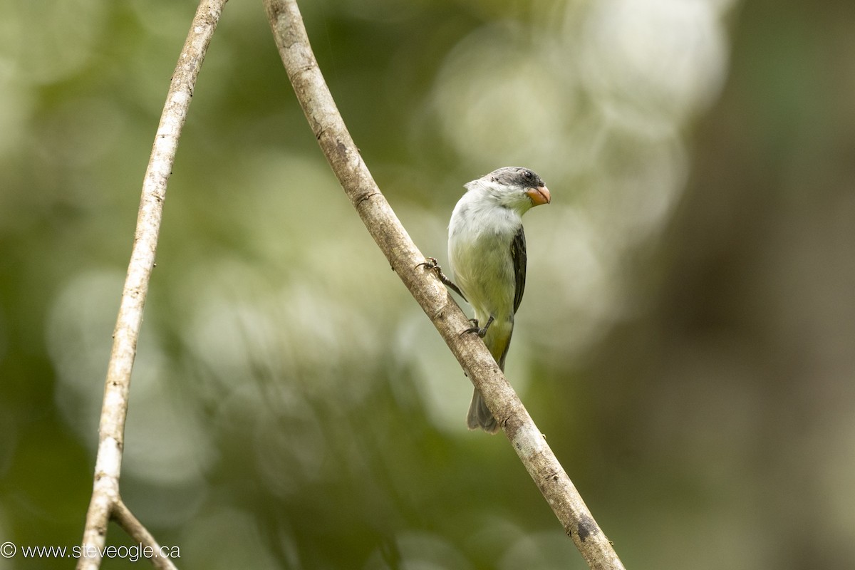 White-bellied Seedeater - ML645924795