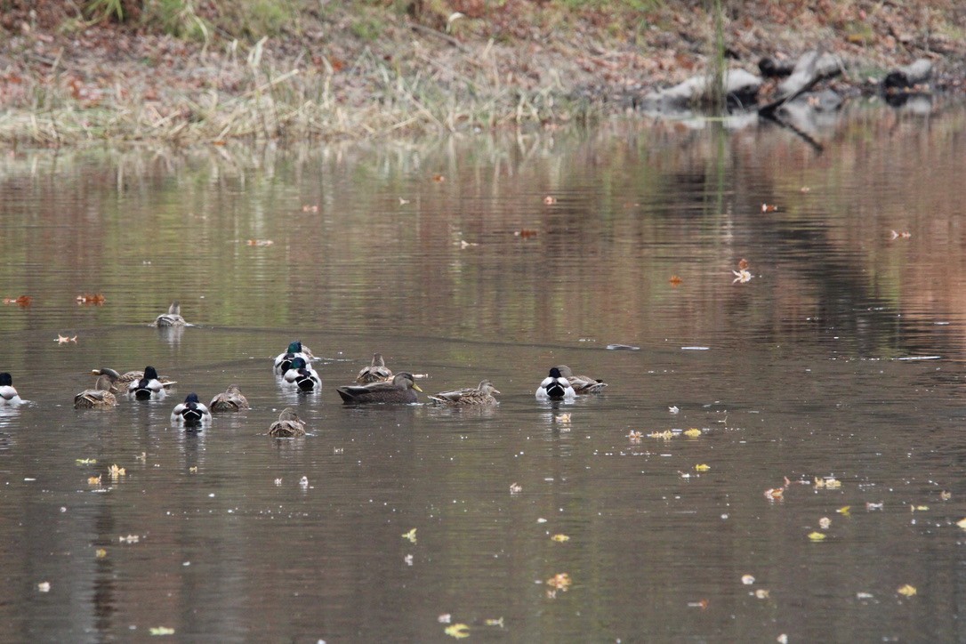 American Black Duck - ML645924796