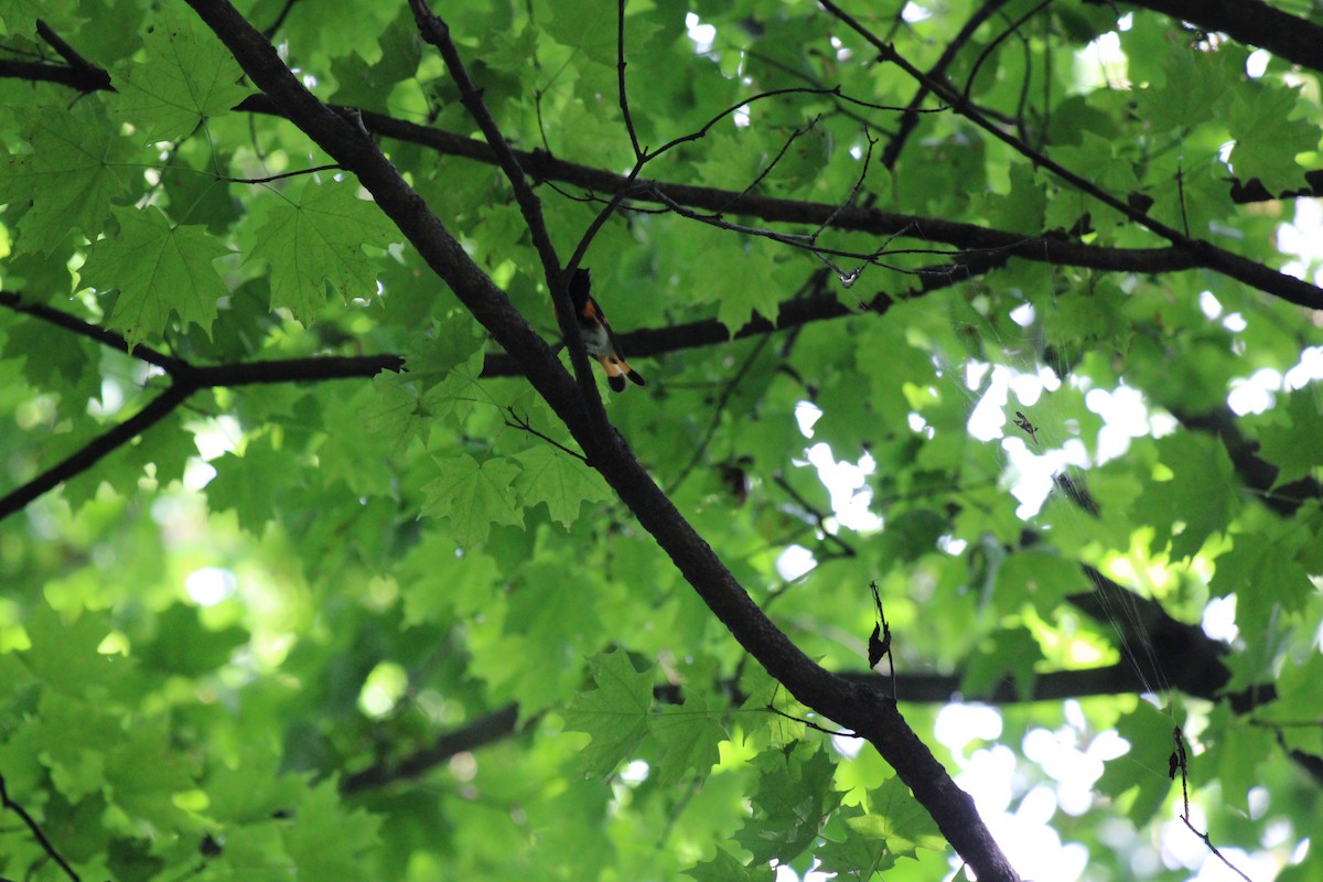 American Redstart - ML645924797
