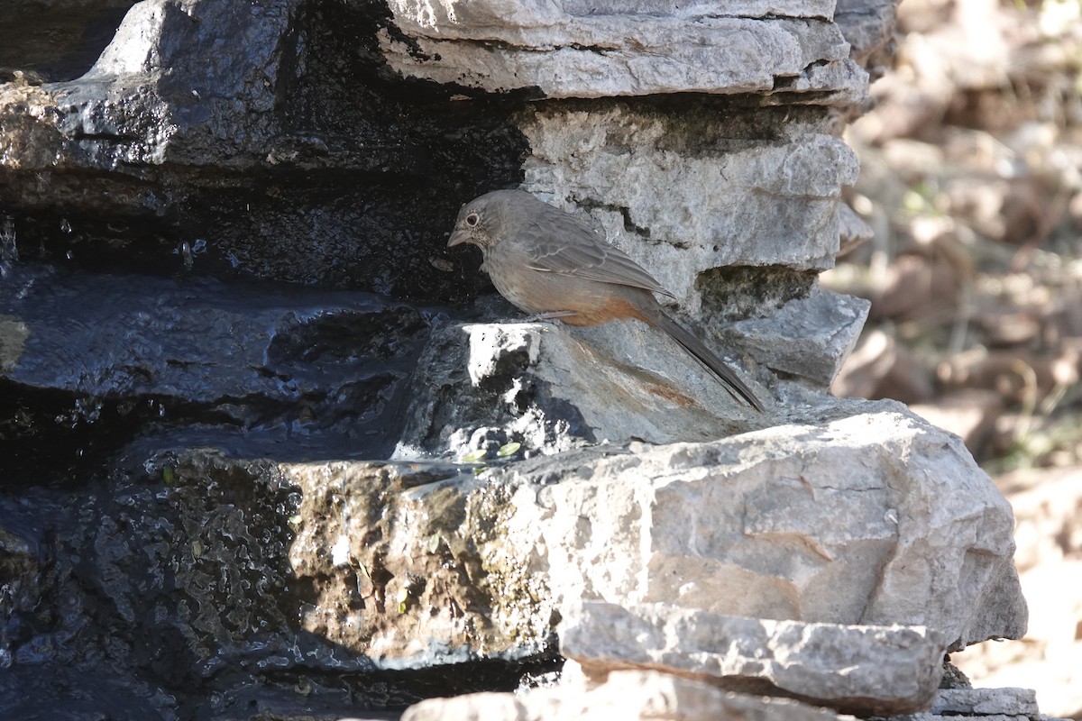 Canyon Towhee - ML645924798