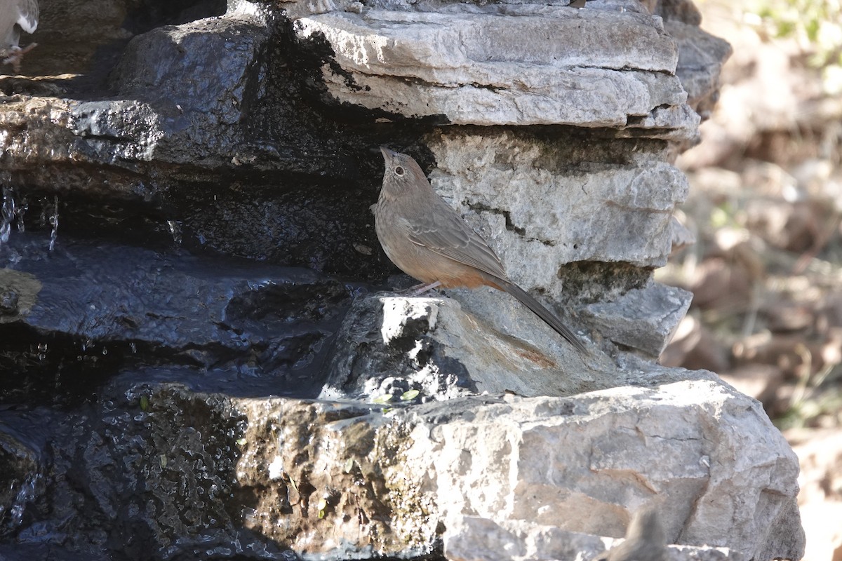 Canyon Towhee - ML645924799