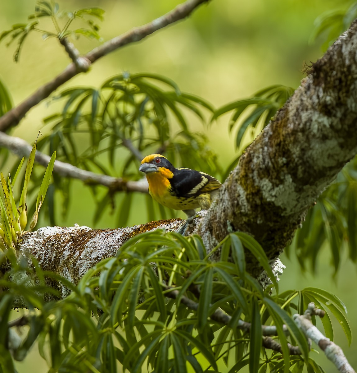 Gilded Barbet - ML645924800
