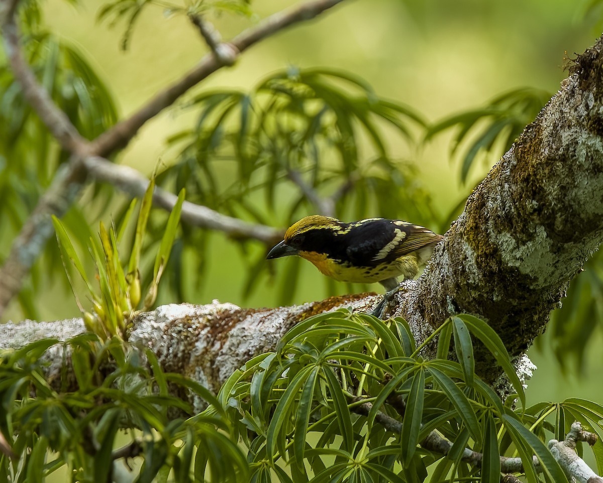 Gilded Barbet - ML645924801