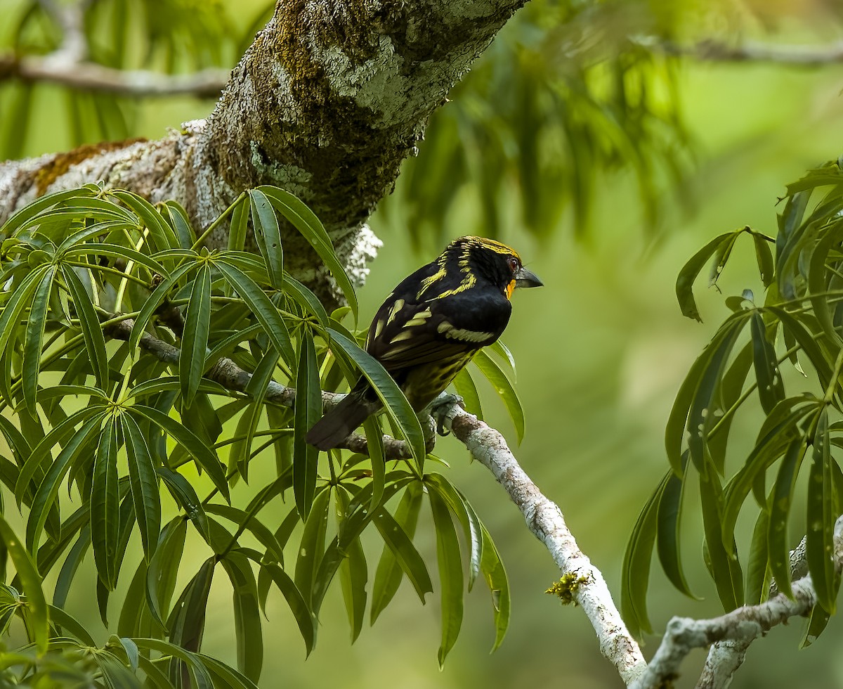 Gilded Barbet - ML645924802