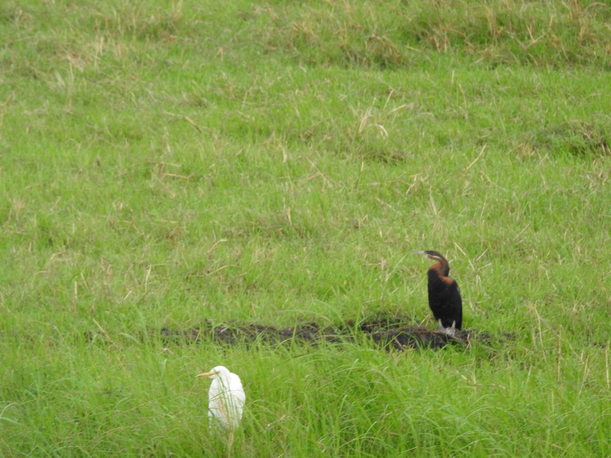 African Darter - ML645924805