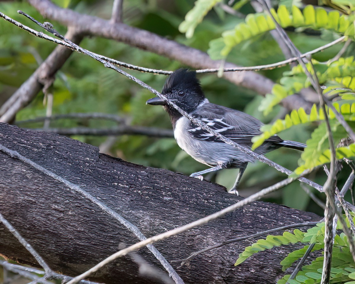 Black-crested Antshrike - ML645924806