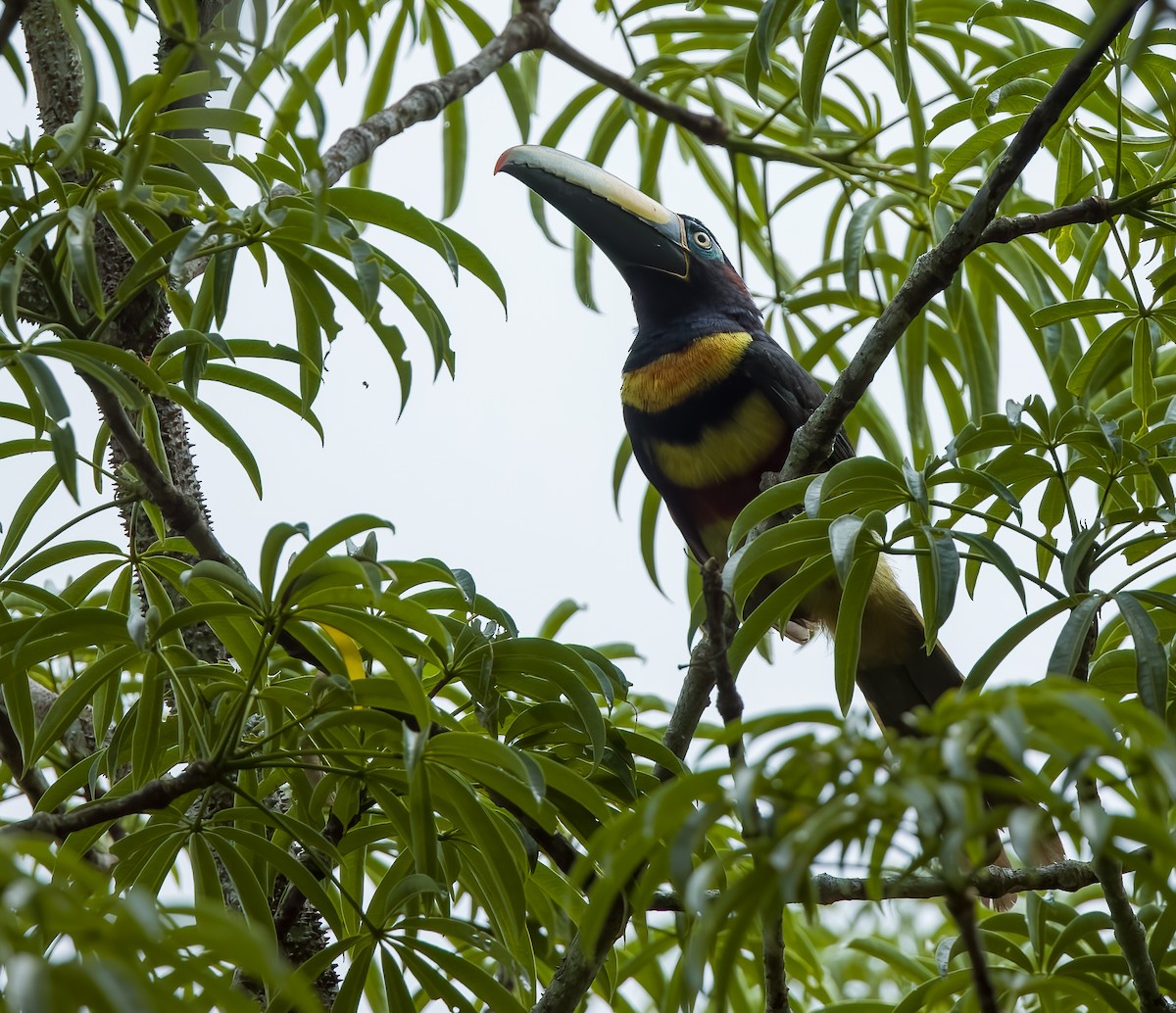 Many-banded Aracari - ML645924807