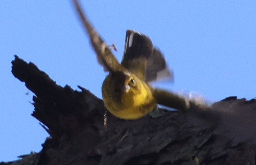 Pine Warbler - ML645924808