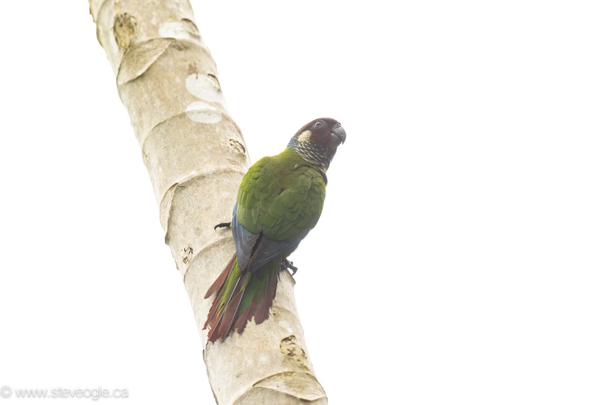 Maroon-faced Parakeet - ML645924809