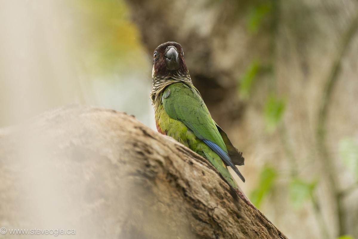 Maroon-faced Parakeet - ML645924810