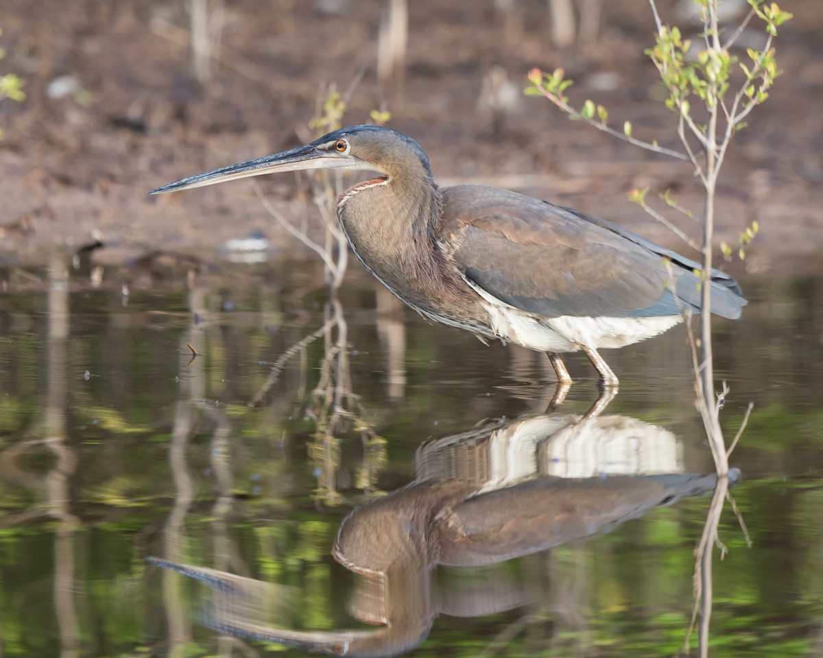 Agami Heron - ML645924812
