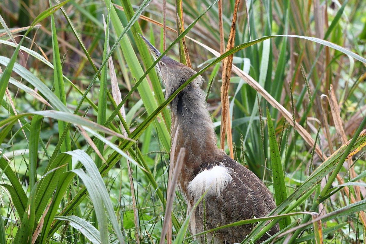 American Bittern - ML645924813