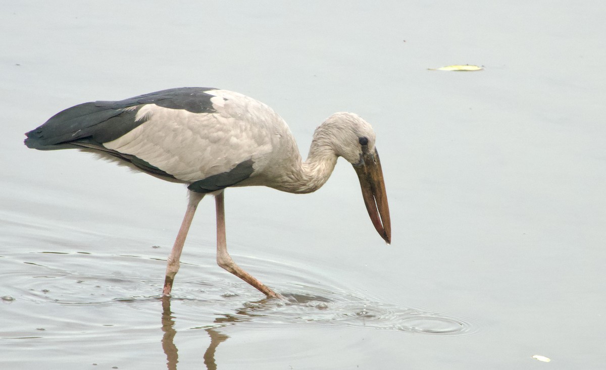 Asian Openbill - ML645924814
