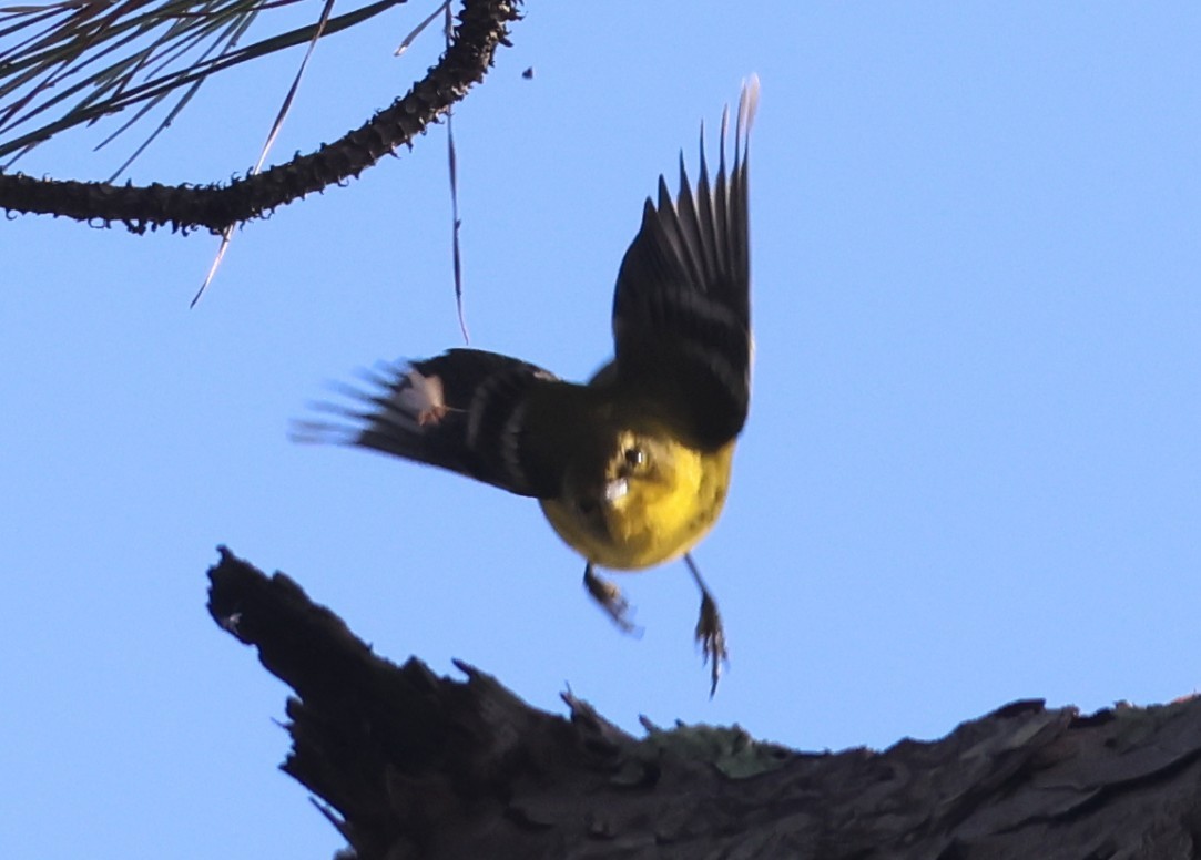 Pine Warbler - ML645924815