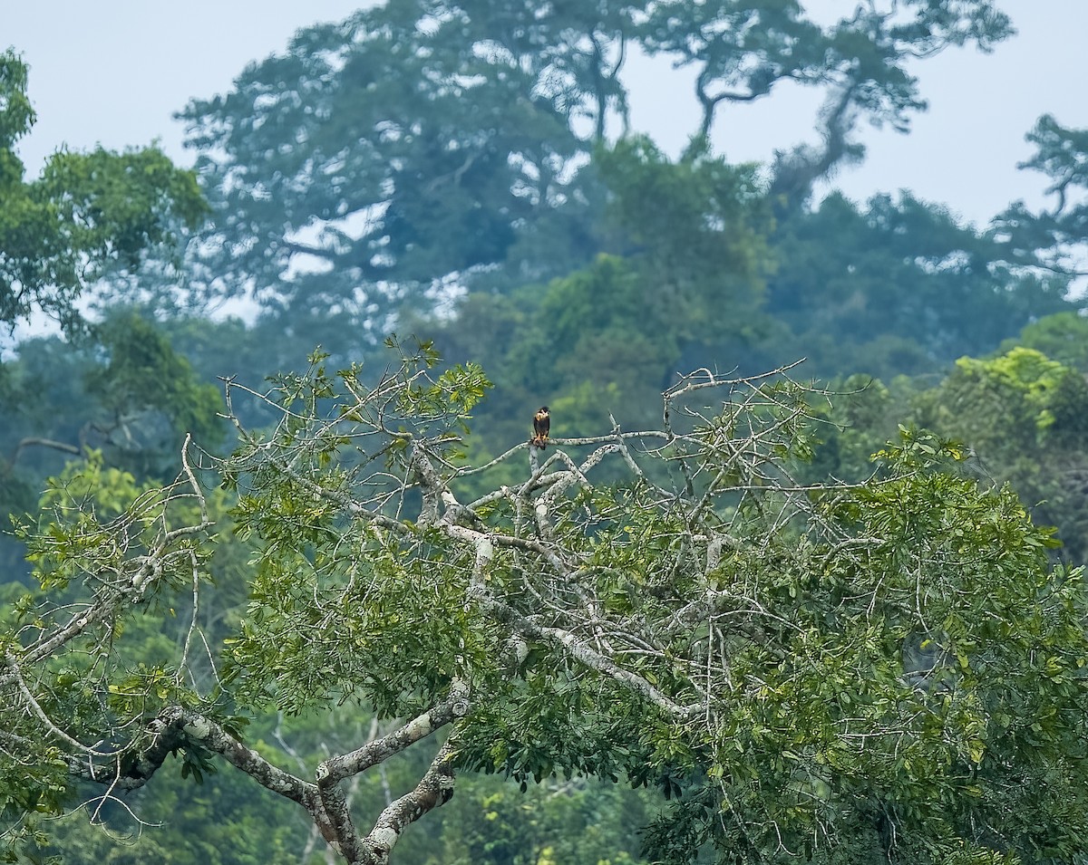 Orange-breasted Falcon - ML645924816