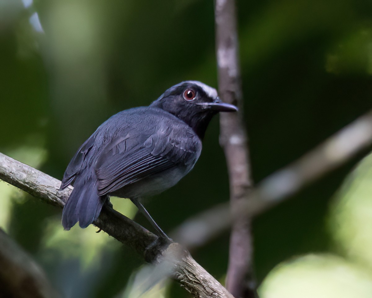 Black-chinned Antbird - ML645924818