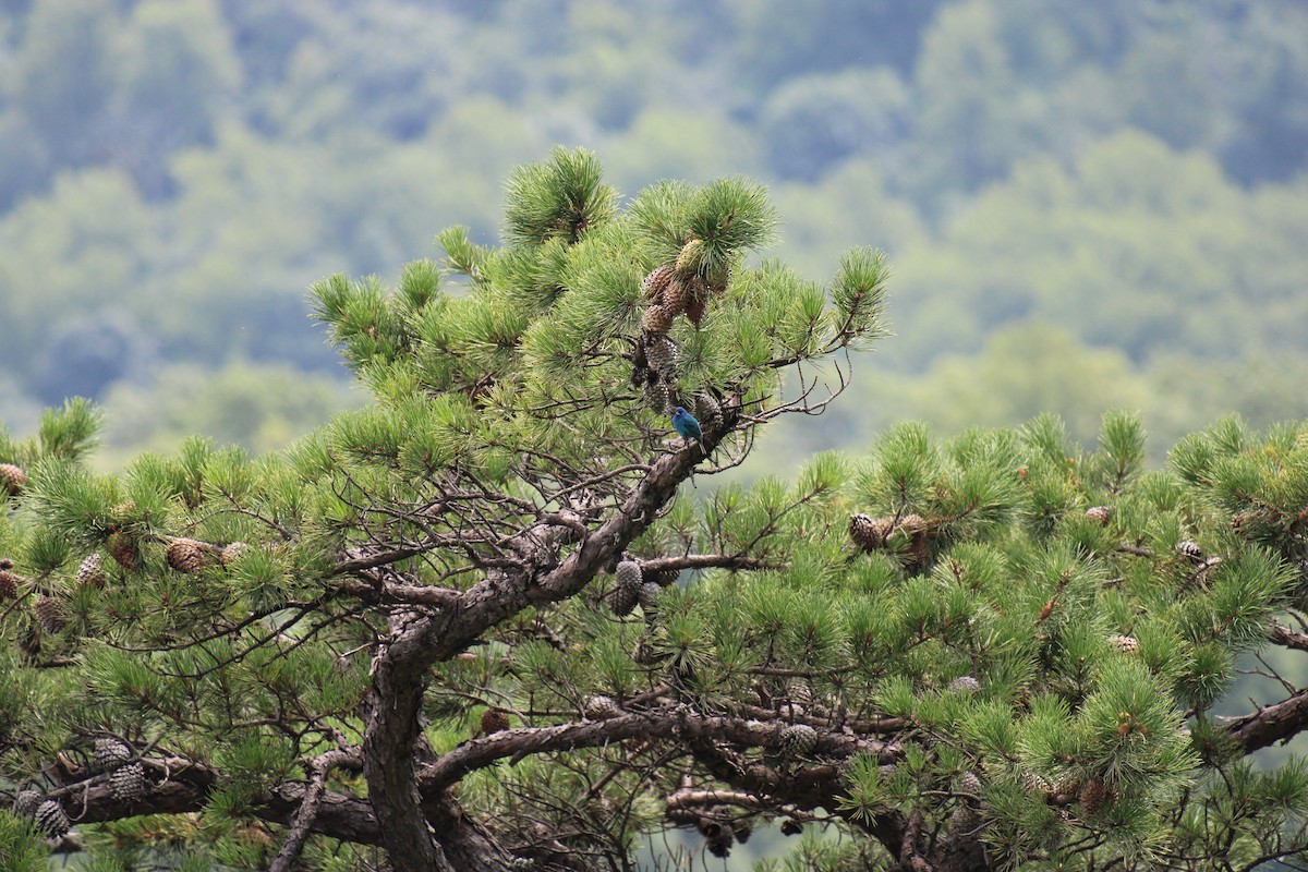 ルリノジコ - ML645924827