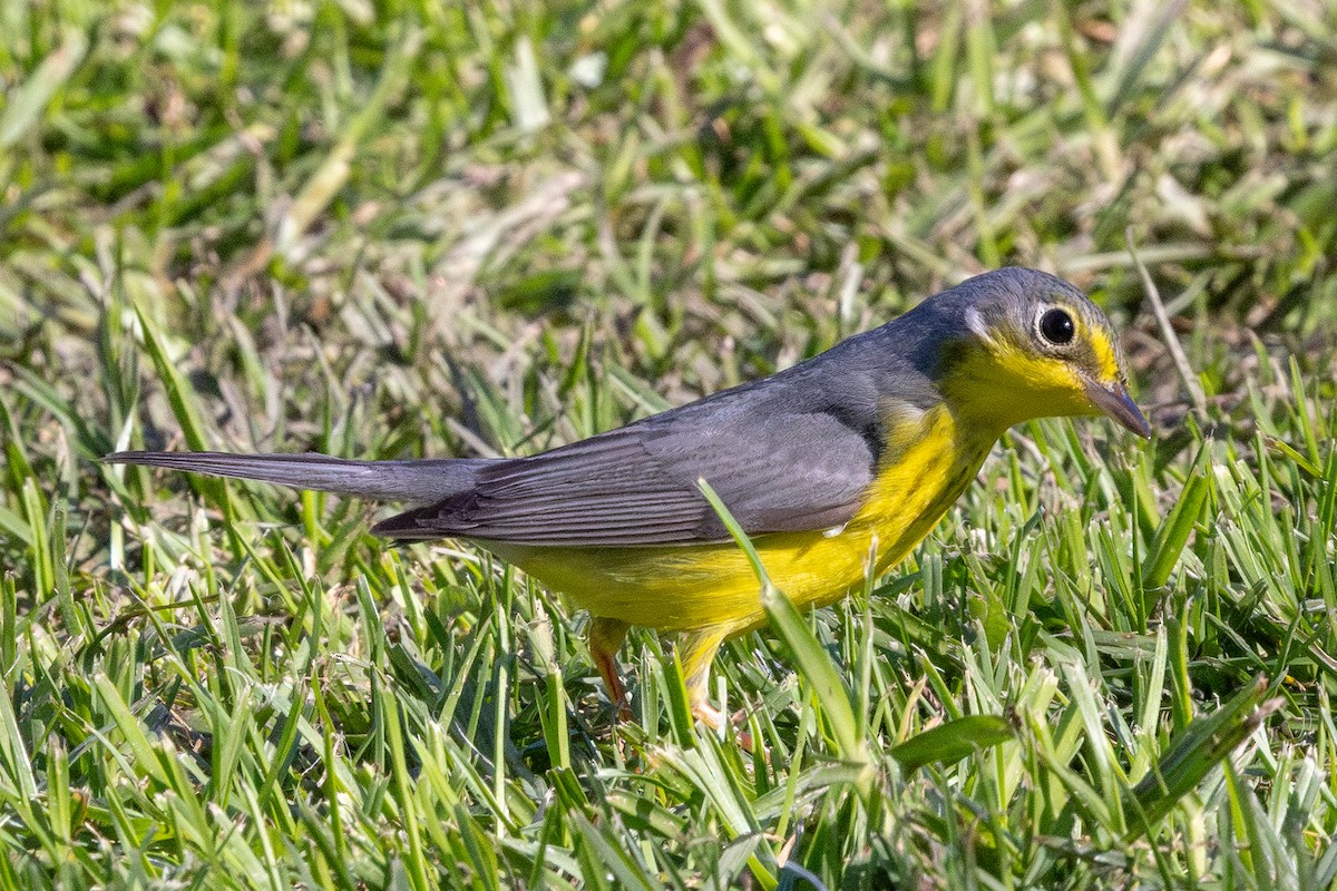 Canada Warbler - ML645924833