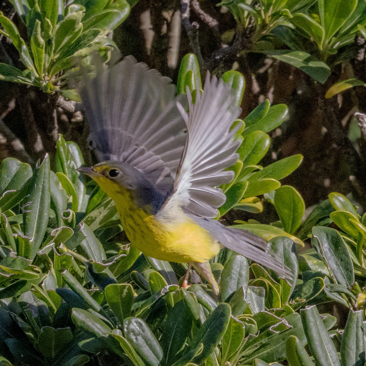 Canada Warbler - ML645924834