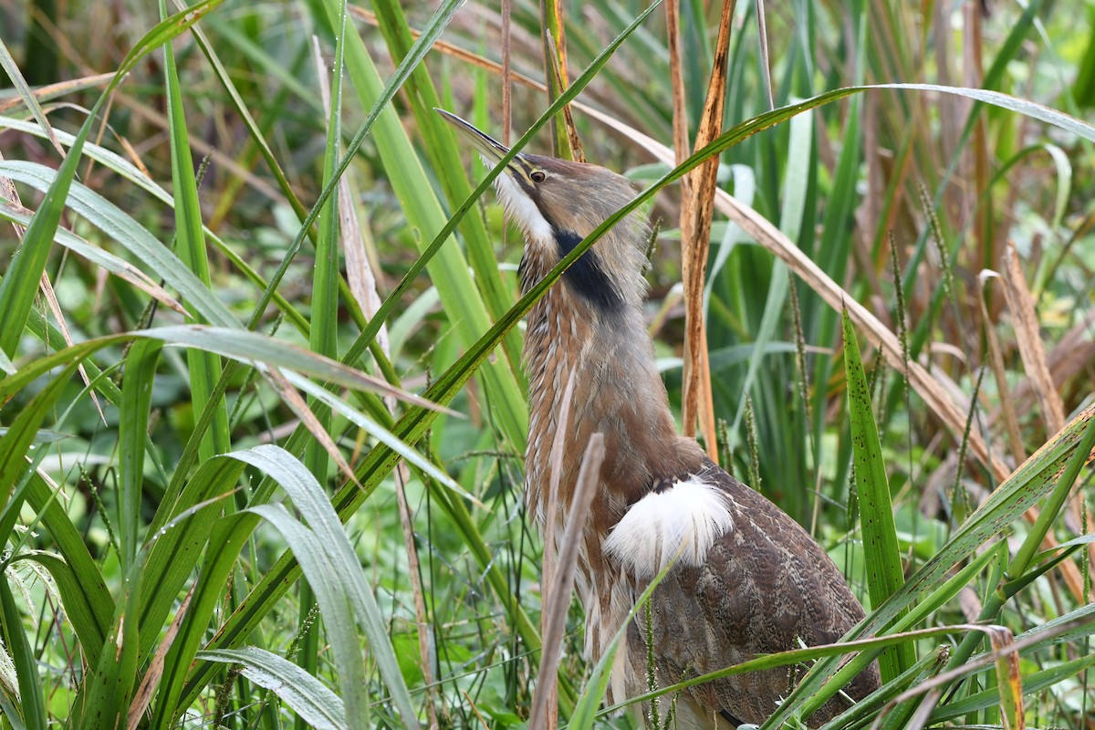Amerika Balabanı - ML645924837