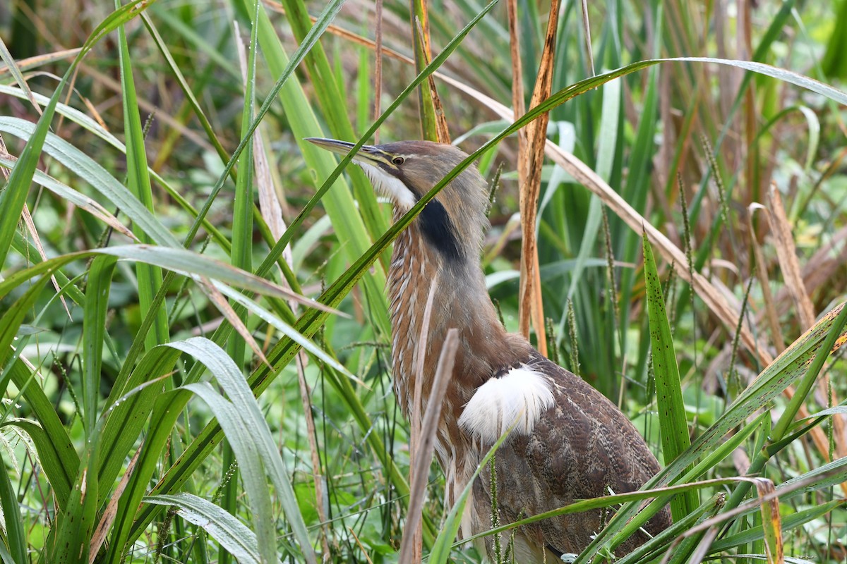 Amerika Balabanı - ML645924838