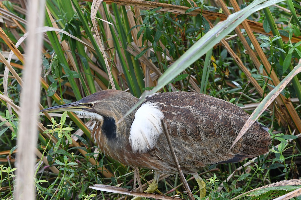 Amerika Balabanı - ML645924851