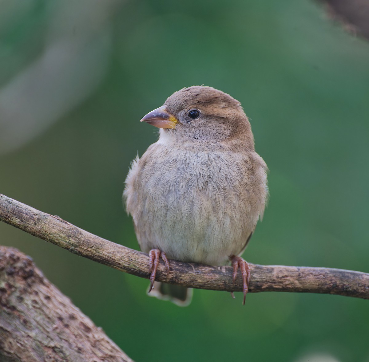 gråspurv - ML645924853