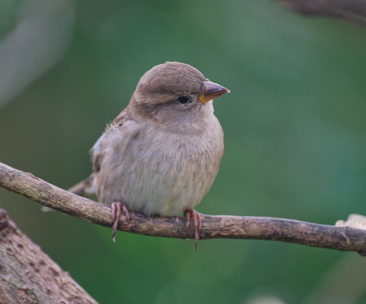 gråspurv - ML645924854