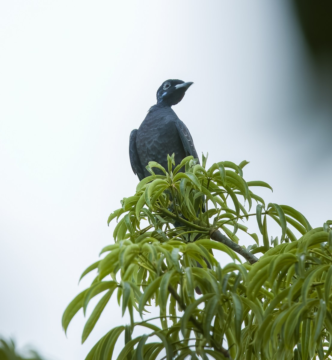 Bare-necked Fruitcrow - ML645924855