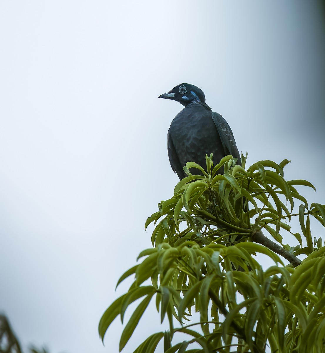 Bare-necked Fruitcrow - ML645924856