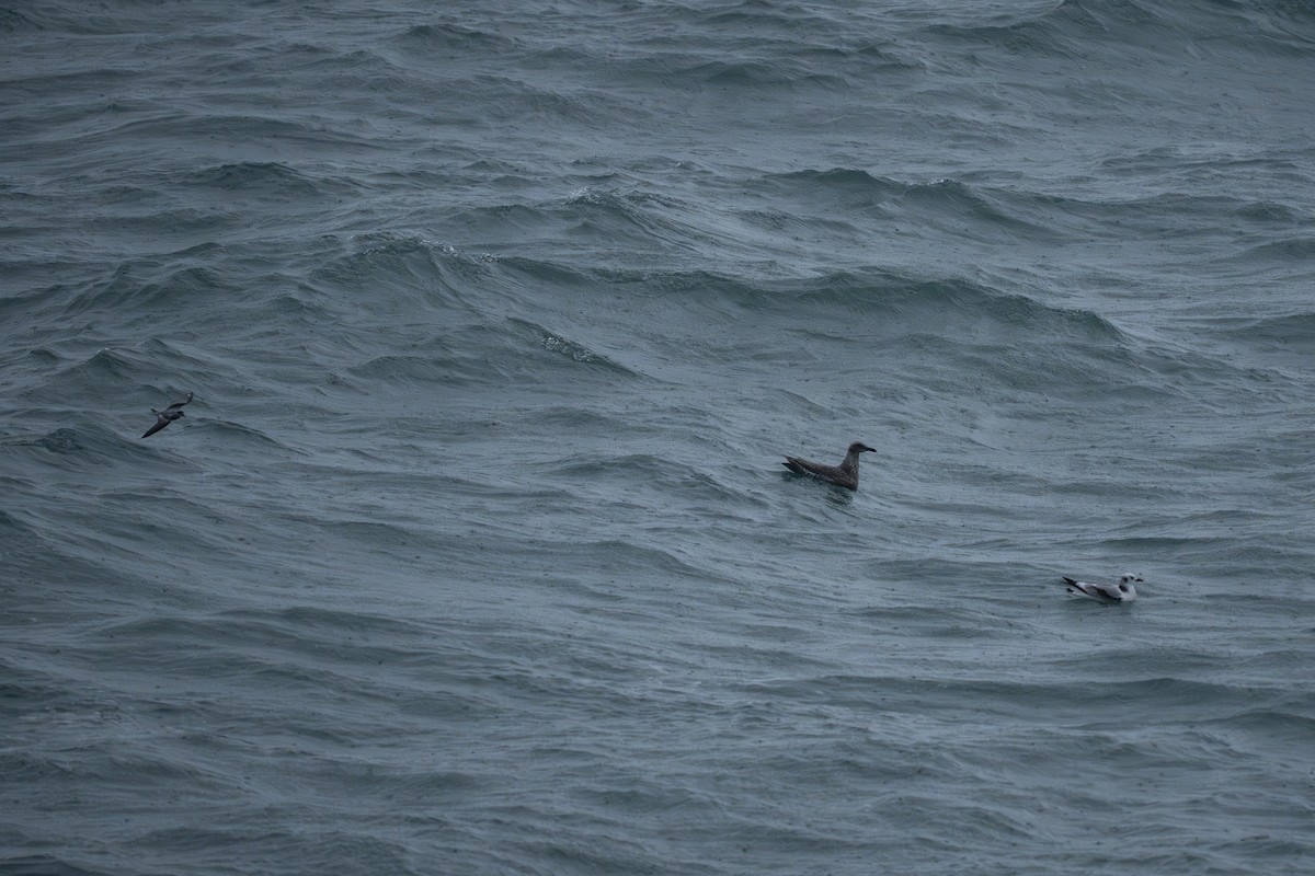 Black-legged Kittiwake - ML645924859