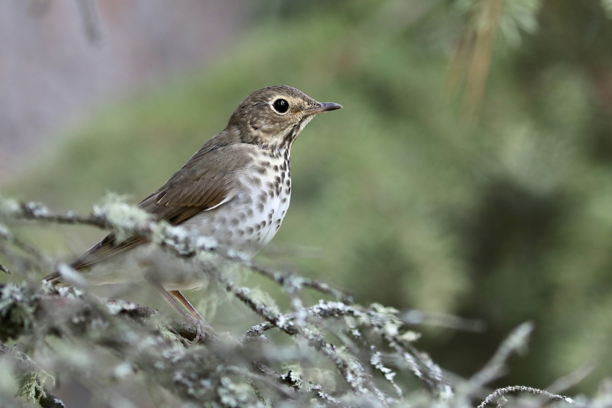 brunkinnskogtrost - ML645924863