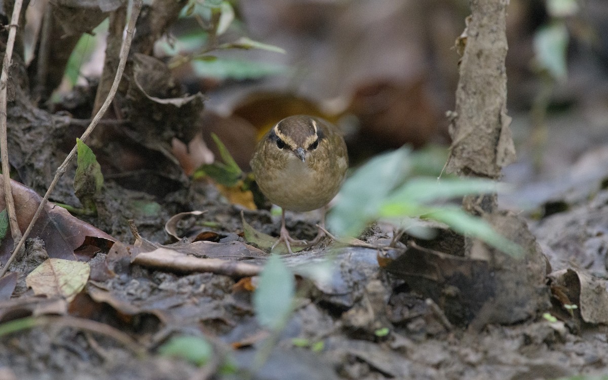 skjellkronestubbstjert - ML645924867