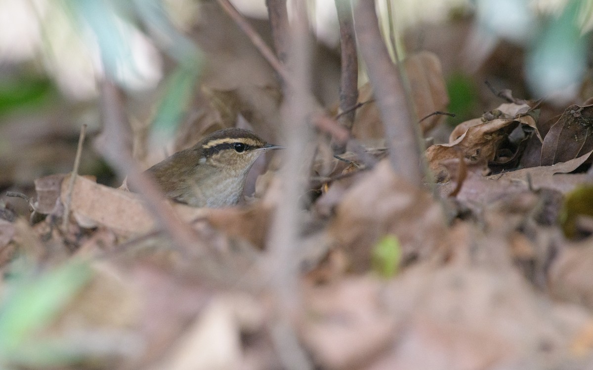 skjellkronestubbstjert - ML645924868