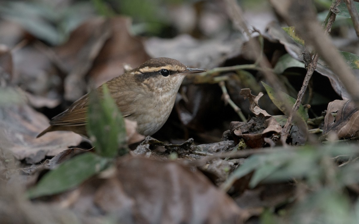 skjellkronestubbstjert - ML645924869