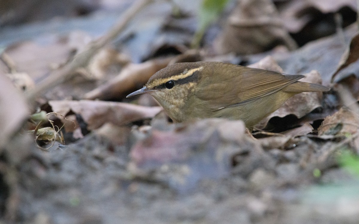 skjellkronestubbstjert - ML645924870