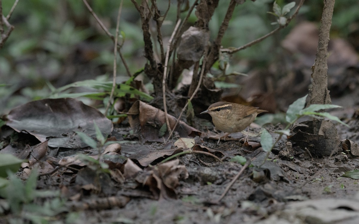 skjellkronestubbstjert - ML645924871