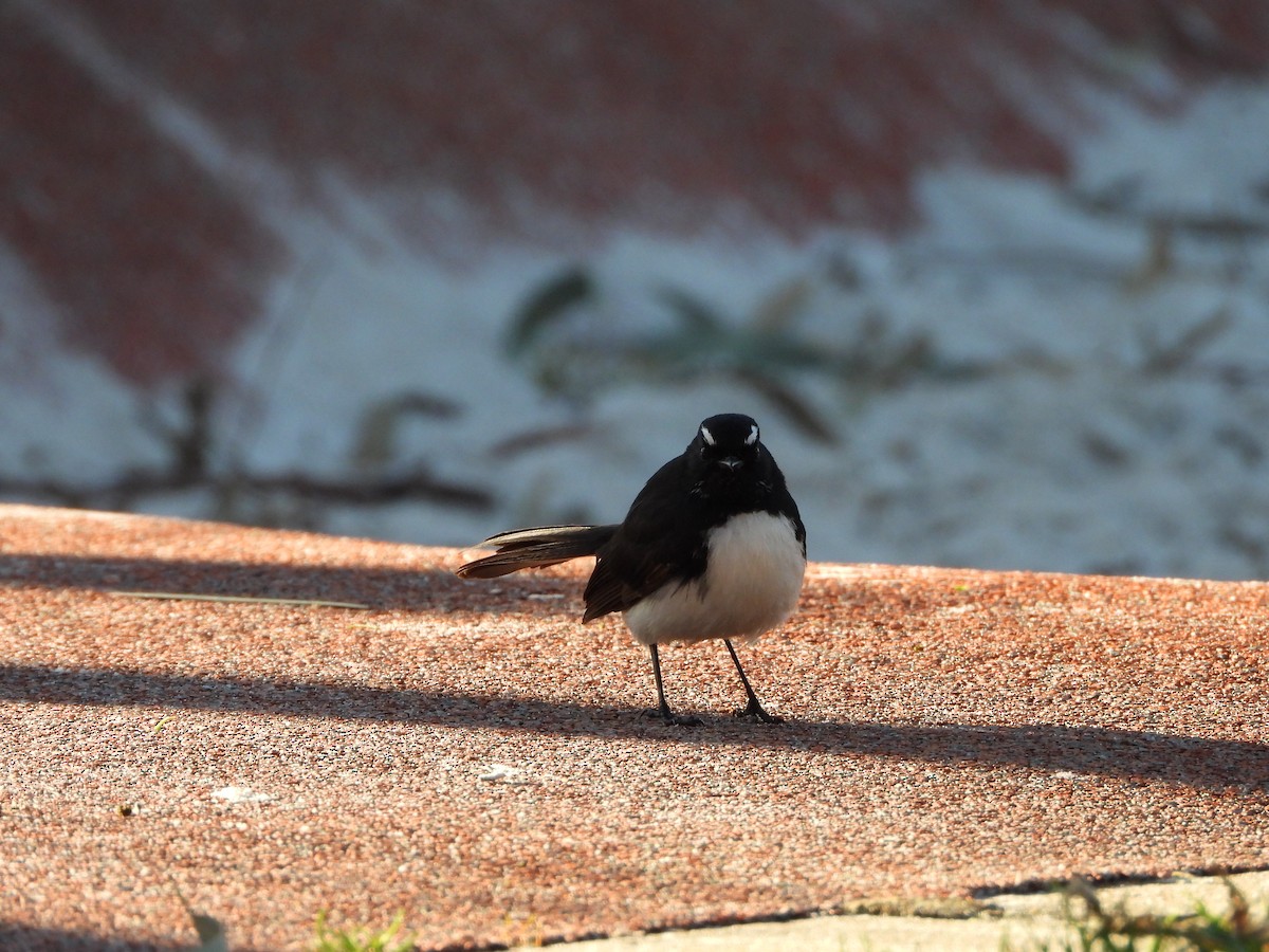 gallaviftestjert - ML645924873